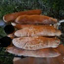 희망을키우는농부 귤이네 이미지