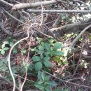 장모사랑 이미지