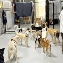 상순이 쉼터 | [김포] 하우네 유기견 보호소 봉사활동 후기 2탄 !!!