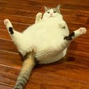 도도그루밍 이미지