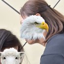 카폐비아이비