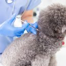 24시 더원 동물병원 이미지