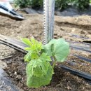 햇살농장2 이미지