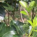 황칠사랑 이미지