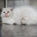 팔달산로 이미지