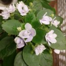 바이올렛 이미지