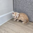 냥이는꿀꿀 이미지