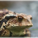 노루마당 이미지