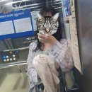 댕강종강