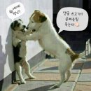 [천안 추천 맛집] 피자한판을 공짜로 제공하는 천안의 짬뽕 맛집 &#39;칭차이플러스&#39; 시식후기