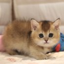 대구고양이분양 도레미캣 이미지