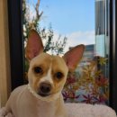 동그란 멍멍이 이미지