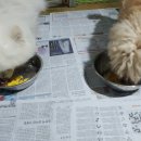 멍냠멍냠 이미지