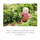 해수농장 | 켄싱턴리조트 코코몽 키즈룸 설악비치 딸기체험 먹이주기 꿀팁 리얼 후기