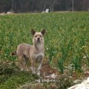 재롱이네 이미지