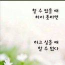 똘이애견