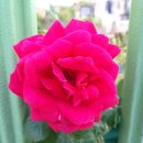 지에스(GS)25 광진제일점 이미지