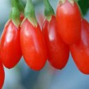 구기자 효능 및 먹는법 이미지