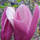 Magnolia 이미지