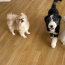 어썸 강아지 호텔 & 목욕 이미지