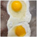 평창신씨네 자연방사 닭농장 | 평창 숲속에 사는 닭들 동물복지 무항생제 유정란 후기