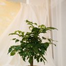 행복나무 이미지