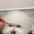 마이뷰티독 스타필드 부천점 이미지