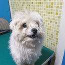 배방읍 호서로 이미지