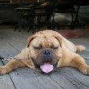 REBORN DOG 이미지