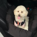 UR(춘천시)-[충효로]-하-12 | 춘천 강아지숲 테마파크 강아지랑 갈만한 곳 당일치기 애견동반 테마파크