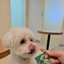 동물진료법인 포레스트 이미지