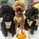 삼복이네 수제간식 이미지