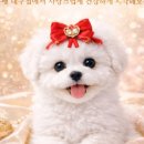 미유펫대구 강아지분양고양이분양(도그플러스동물병원) 이미지