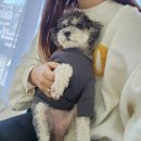 울산 남구 삼산 애견 카페 크림버니 강아지 수제간식 판매점