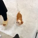 김밥데이 | 🐾강아지 케이크·김밥 만들기 원데이클래스 후기｜나고야에서 온 "제리"와 함께🐕