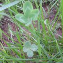 행운오리 이미지