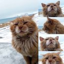 고양이가 금지된 섬, 노르웨이 령 스발바르 제도의 유일한 고양이 이미지
