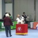 도그앤 제이 이미지