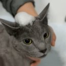 러블리메인쿤 이미지