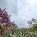개심사 벚꽃 구경 이미지