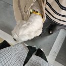 벚꽃은 지더라도 너는 지지마 !
