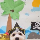 눈이부시개PET | 주안애견미용실 드디어 정착할 곳 찾았네요! 눈이부시개 방문후기!