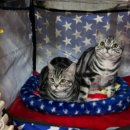 아메숏 캐터리 이미지