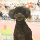 도토리 펫살롱 이미지