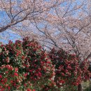 덕동시립테니스장 | [마산] 가포 덕동시립테니스장 도로변 동백+벚꽃 파티 🌺🌸