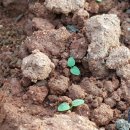 선향농장 이미지