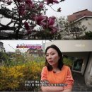 김나운 카카오 검색결과