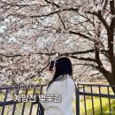 벚꽃길주유소 | 김포 계양천 벚꽃길 후기, 서울 근교 벚꽃터널 명소