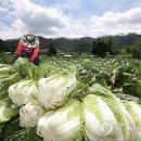 정선군 도전 이미지