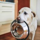 닥터펫 동물의료센터 이미지